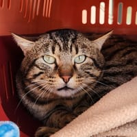 ASTALOS QCT, chat à adopter