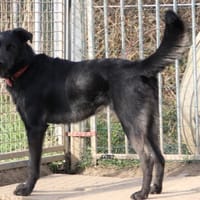 ARCKO, chien à adopter