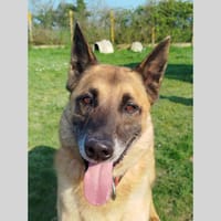 SARKO, chien à adopter