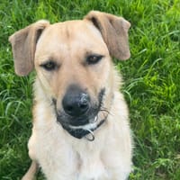 Simba, chien à adopter