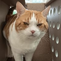 OMALEY C, chat à adopter