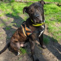 TIPIAK, chien à adopter