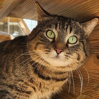 FLAVIEN QCT, chat à adopter