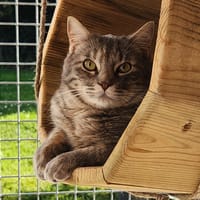 MARY KATE QCT, chatte à adopter