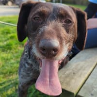 ALF, chien à adopter