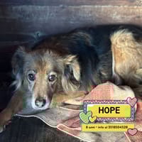 HOPE, cane femmina da adottare