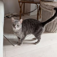 PERLE, chatte à adopter