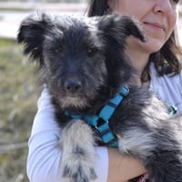 EDEN, chienne à adopter