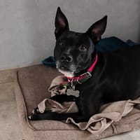 tacha, chienne à adopter