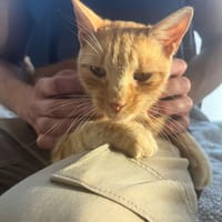 asulf, chat à adopter