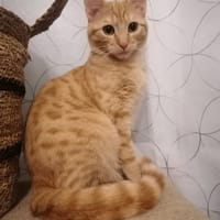 tigresse, chatte à adopter