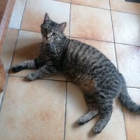 meline, chatte à adopter