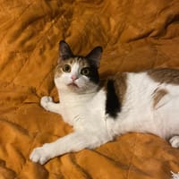 sansa, chatte à adopter