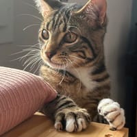 LOKI, chat à adopter