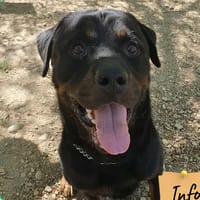 Thanos, chien à adopter