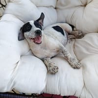 À L’ADOPTION, AYANA, BERGER CREOLE FEMELLE, noire et blanche, chienne à adopter