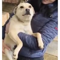 Happy, chienne à adopter