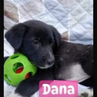 Dana, chienne à adopter