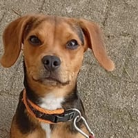 Boubouille, chien à adopter