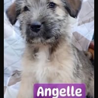 Angelle, chienne à adopter