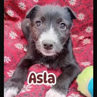 Asla, chienne à adopter