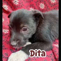 Dita, chienne à adopter