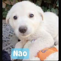 Nao, chien à adopter