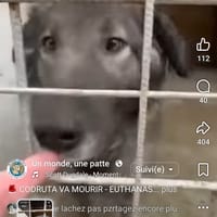 Codruta, chienne à adopter