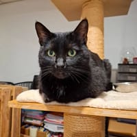 Phoenix, chat à adopter