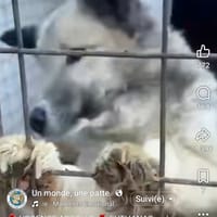 Maya, chienne à adopter