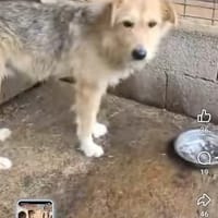 Pep's, chien à adopter