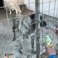 Bella, chienne à adopter