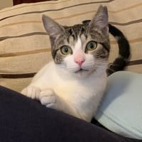 MANOLIN, chat à adopter