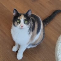 Panda, poezen ter adoptie