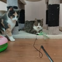 Plaza, poezen ter adoptie