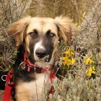 Pflegehund Nuts wartet in 52391 Vettweiß, Hund zur Adoption