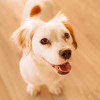 Lady kleine Hündin sucht das große Glück, Hündin zur Adoption