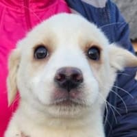 Wer gibt ALAN ein Zuhause?, Hund zur Adoption