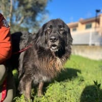 PALU🍀🍀🍀Altersruhesitz gesucht, Hündin zur Adoption