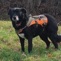 Seniorin Coco möchte endlich ankommen, Hündin zur Adoption