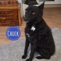 Chuck verliert sein Zuhause, Hund zur Adoption
