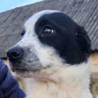 Hundebaby ALVIN, Hund zur Adoption