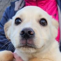 AMOR sucht Zuhasue, Hund zur Adoption