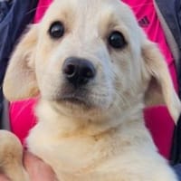 Baby ANNIE, Hündin zur Adoption