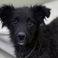 Zuckersüße KIM, Hündin zur Adoption