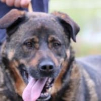 Yona - ein echter Prachtkerl!, Hund zur Adoption