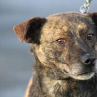 Gustav - fröhlich u. verspielt, Hund zur Adoption