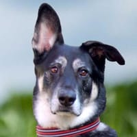 BAILEY BOY - folgsam und intelligent, Hund zur Adoption
