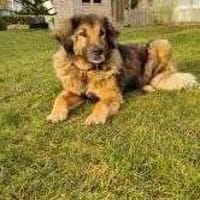 Senior Silas sucht seinen Ruhestand  ei, Hund zur Adoption