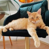 Wer gibt freundlichem Pepsi ein Zuhause?, Kater zur Adoption